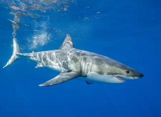 Mäuler und Zähne: Wie Medienbilder von Haien irrationale Angst verbreiten!