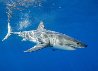 Cómo las representaciones mediáticas de tiburones propagan un miedo irracional