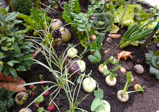 Jetzt Anfang April: Führe die Mischkultur in deinem Garten ein – für gesunde Pflanzen und eine ertragreiche Ernte!
