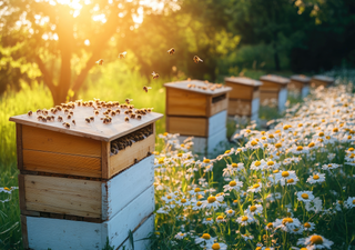 Jetzt auch Nahrungsergänzung für die Bienen: Studie zeigt, wie Kolonien mit neuem Supplement gedeihen