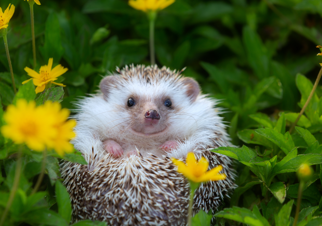 Igel, Frühjahrszeit, Gärten, Wiesen Igel, Frühjahrszeit, Gärten, Wiesen