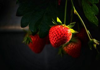 Jetzt schnell noch Erdbeeren pflanzen!? 