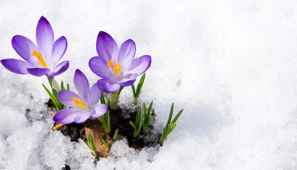 Die ersten Krokusse kommen bereits im Februar aus dem Winterschlaf