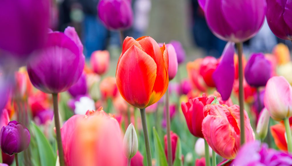 Spätestens mit dem Aufblühen der Tulpen wird klar, dass der Winter vorbei ist