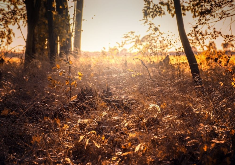 Altweibersommer in Deutschland Altweibersommer in Deutschland