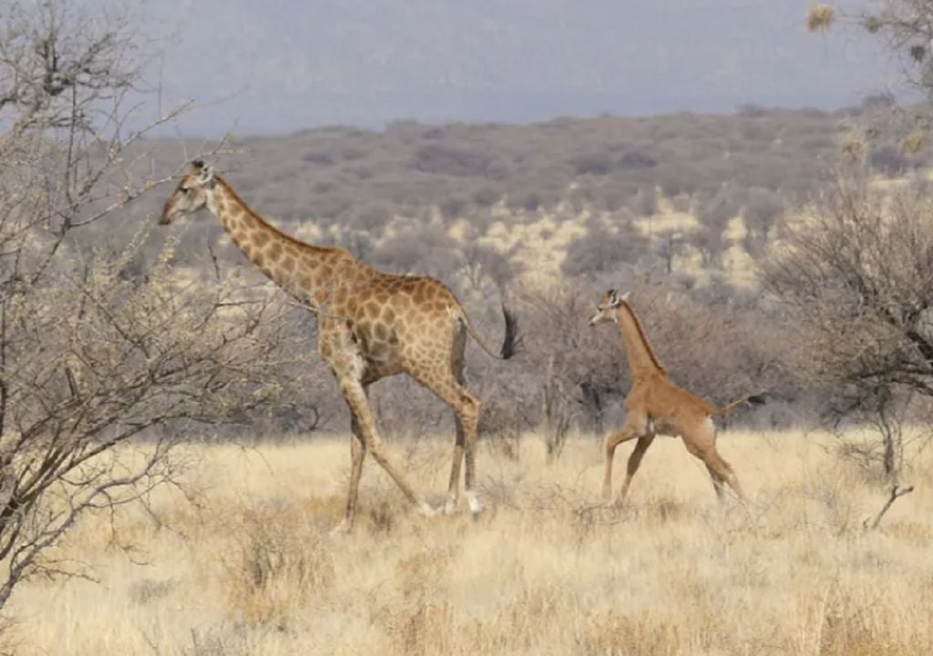 girafa sem manchas