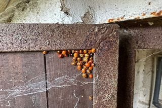 Joaninha que virou vil&atilde;: o controle ecol&oacute;gico que escapou e mudou a Europa