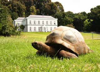 Jonathan, la plus vieille tortue du monde, a fêté ses 190 ans, au moins !