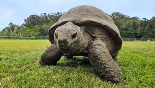 Jonathan, la tortuga m&aacute;s vieja del mundo: estudio revela el secreto gen&eacute;tico de su longevidad