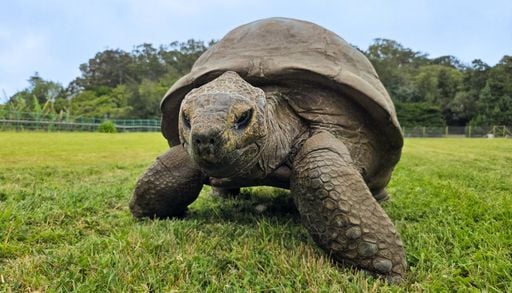 Jonathan, la tortuga m&aacute;s vieja del mundo: estudio revela el secreto gen&eacute;tico de su longevidad