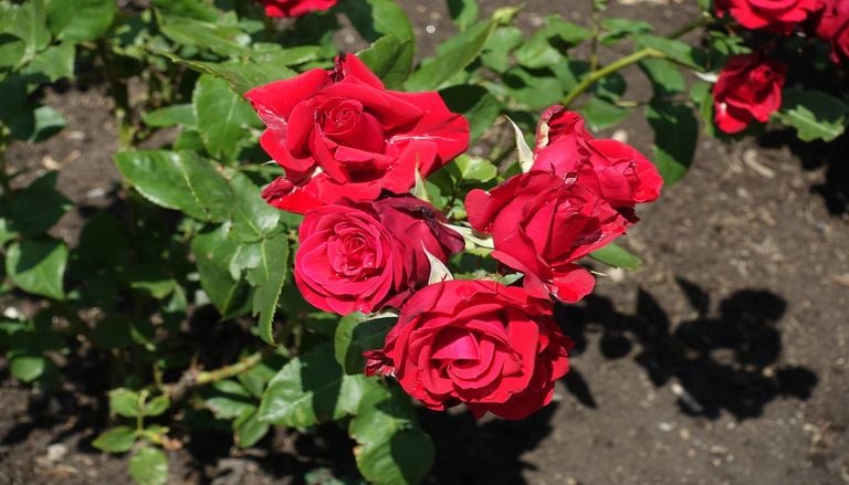Jardin : ne retirez surtout pas les feuilles s&egrave;ches de vos rosiers en octobre !