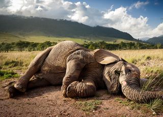 Journée mondiale des éléphants : un spécimen disparaît toutes les 26 minutes, l'espèce en voie d'extinction ?