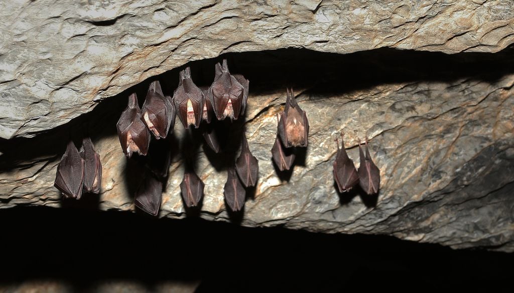 Chauve-Souris Rhinolophe de Méhely Grotte Biodiversité Nature Animaux Ici, le rhinolophe de Méhely, une espèce de chauve-souris uniquement présente en Corse et classée en danger critique d'extinction sur le la liste rouge de l'UICN.