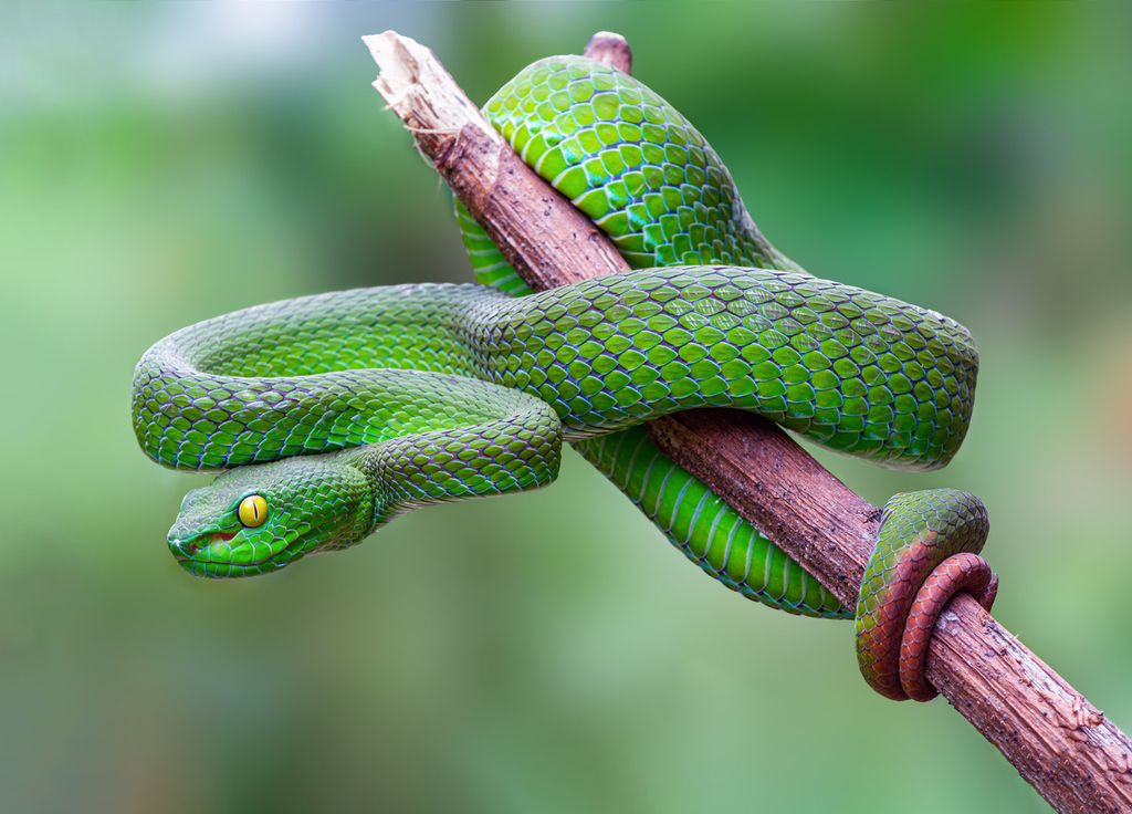 Serpent Animaux Biodiversité