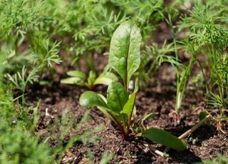 Juillet approche : que peut-on encore semer au potager ? 