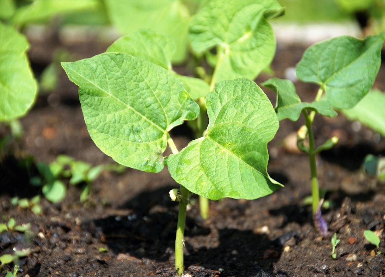 Jardinage : peut-on encore planter des légumes en juillet au potager ?
