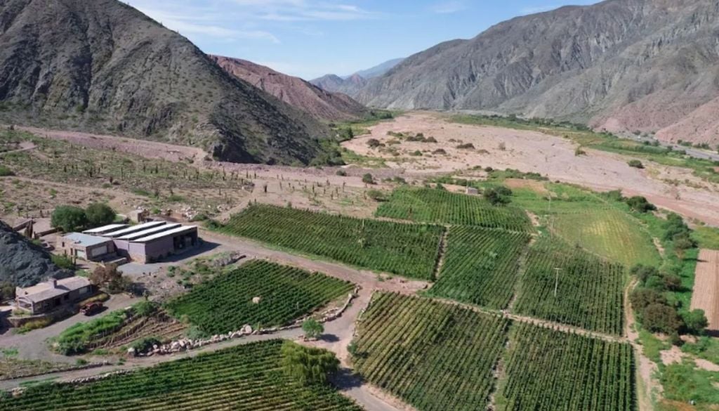Viñedos en Jujuy Viñedos en Jujuy