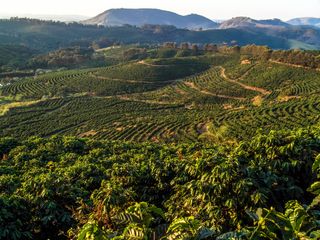 Temperaturas altas e chuvas irregulares neste inverno já trazem impactos no desenvolvimento do trigo e milho