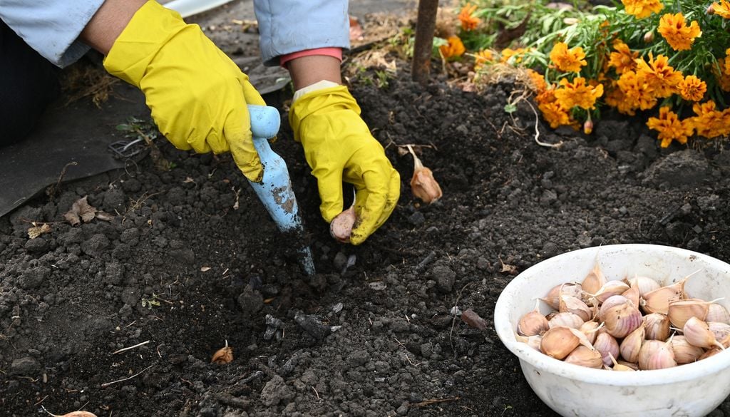 garlic Una correcta distancia entre plantas permitirá que cada bulbo disponga del espacio necesario para desarrollarse.