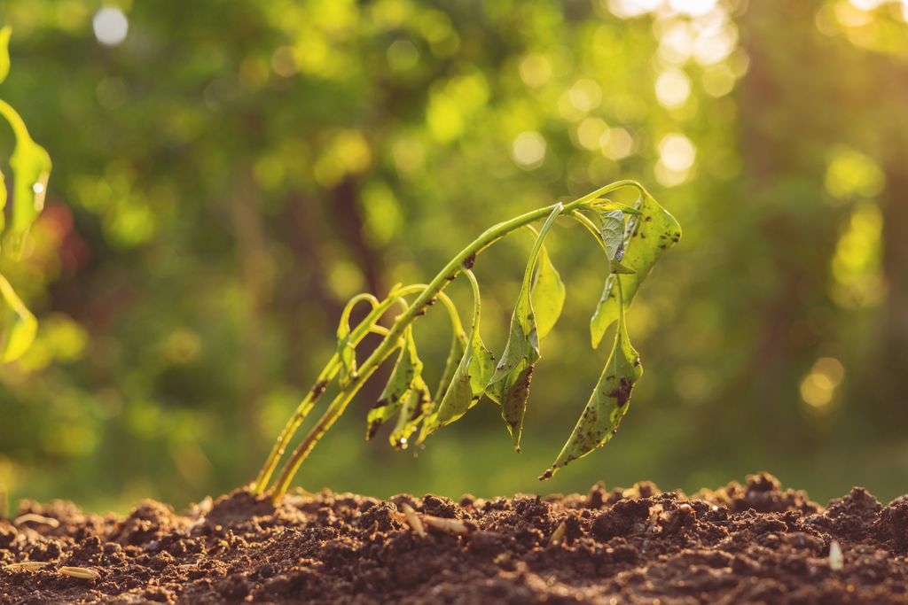 dry plant