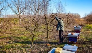 Junio es el momento: las especies que agradecen una poda durante el invierno