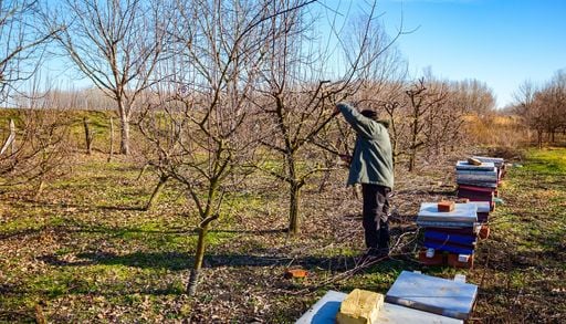 Junio es el momento: las especies que agradecen una poda durante el invierno