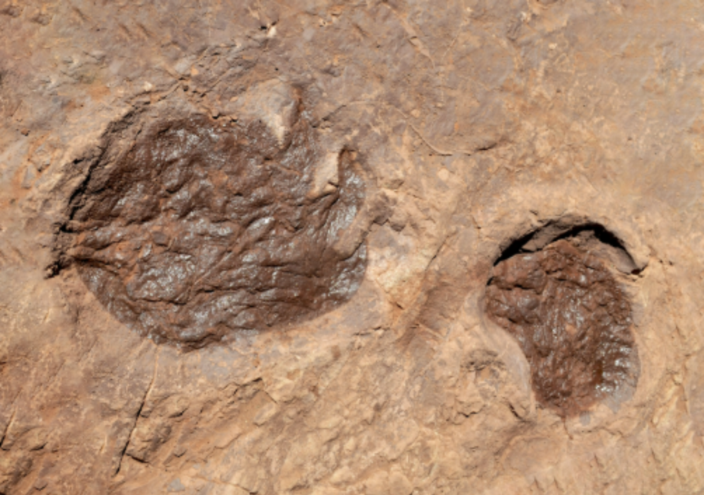 Hay huellas de Titanopodus de más de 50 centímetros de diámetro. Foto: Gentileza Conicet Argentina