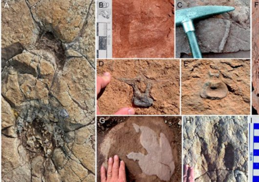 Por medio de las huellas de dinosaurios se puede conocer cómo fue su migración y las zonas que habitaron. Foto: Gentileza Conicet Argentina