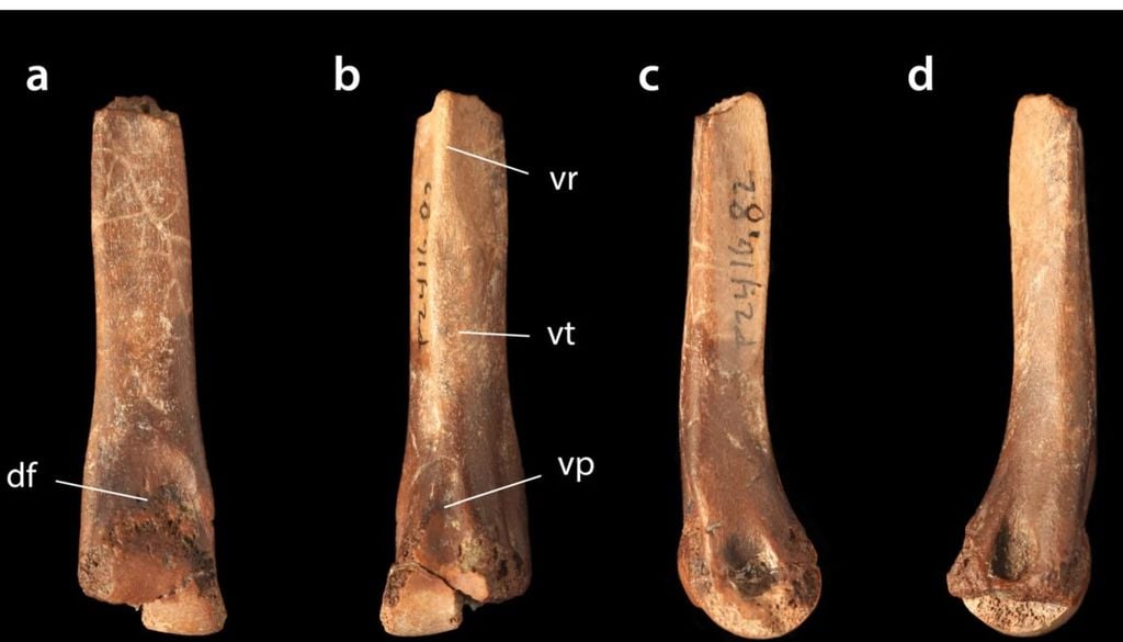 A análise de pequenos vestígios ajudou a reconstruir os primeiros dias de vida de um dos maiores predadores da Terra. – Imagem: Divulgação/Nick Longrich-Biology A análise de pequenos vestígios ajudou a reconstruir os primeiros dias de vida de um dos maiores predadores da Terra. Crédito: Divulgação/Nick Longrich-Biology