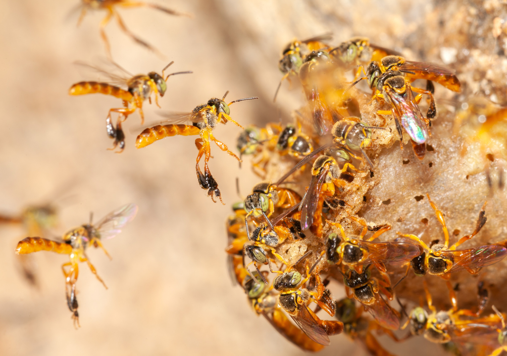 Tetragonisca angustula, conocida como abeja doncella o jataí, es una abeja nativa sin aguijón de Sudamérica.