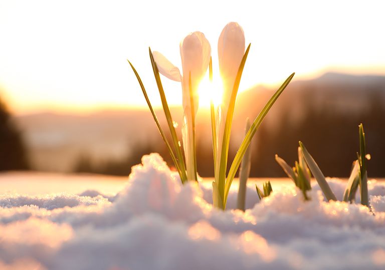 Flores con nieve Flores con nieve