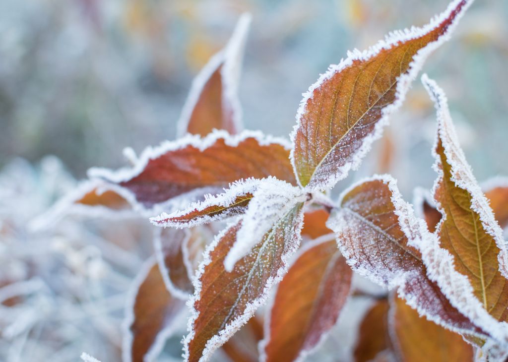 Reif, Frost, Kälte Reif, Frost, Kälte