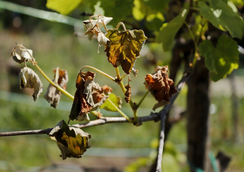 wein, frost, schaden