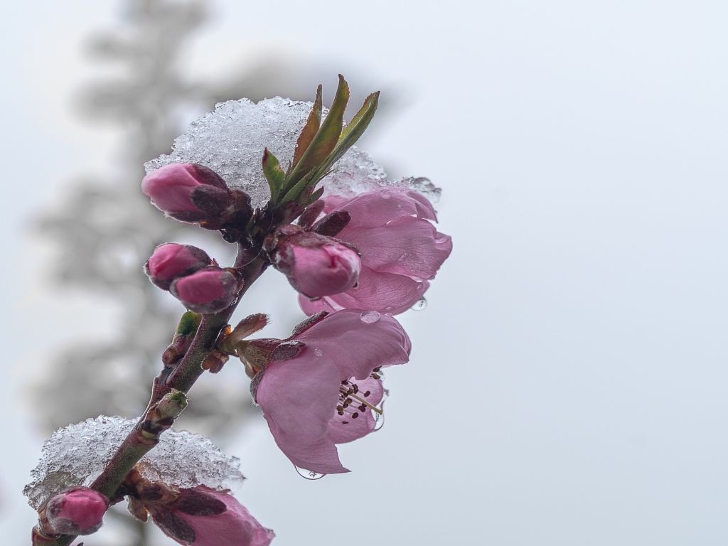 Kälteschock am Wochenende Nach einem warmen 1. Mai stürzen die Temperaturen in den Keller. Dann kann es sogar Schneeflocken bis in tiefe Lagen geben.
