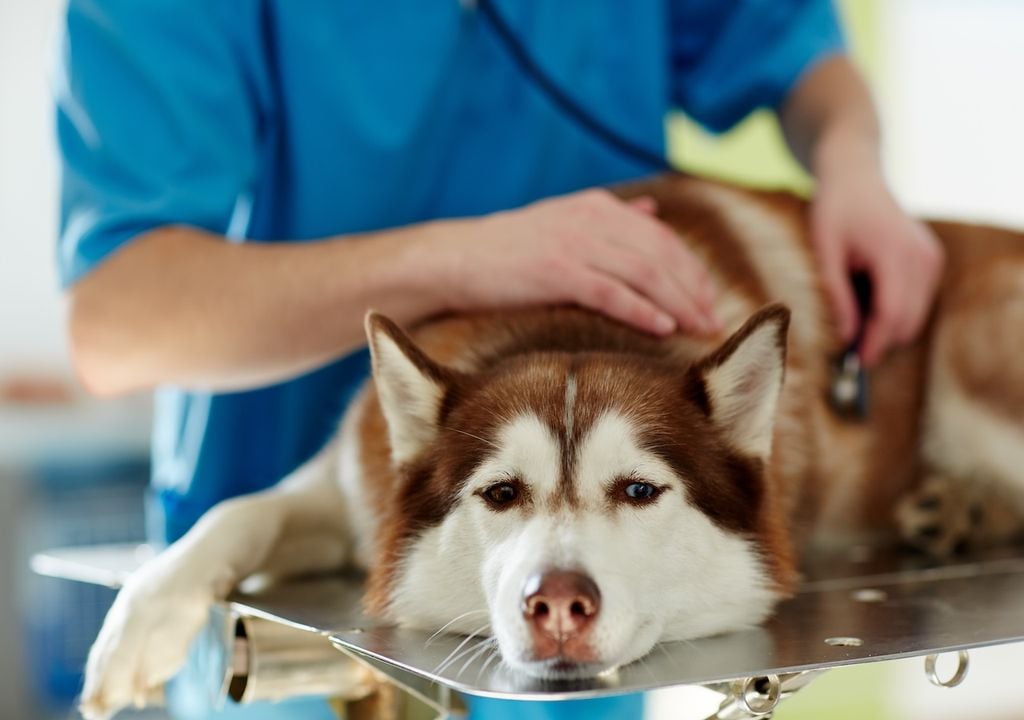 Anfälligkeit, Herzprobleme, Hunde