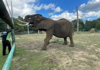 Kariba ser&aacute; a primeira elefanta a chegar ao santu&aacute;rio do Alentejo, mas precisa de doa&ccedil;&otilde;es para financiar a viagem