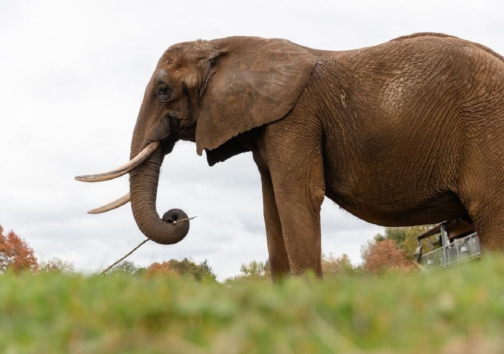 Kariba, a primira elefanta do santuário do Alentejo