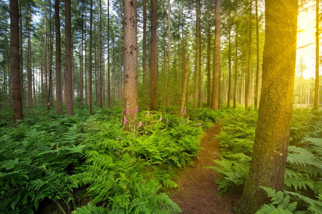 Wald Drenthe Durchatmen im Wald: Das geht hier gleich nach dem Bad im See. Foto: Adobe Stock