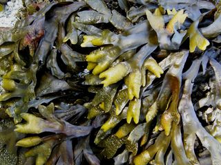 Kelp forests – the unknown climate saviours: What exactly is it all about?