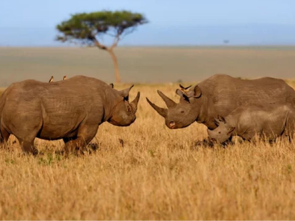 The species is severely threatened, and fortunately the use of artificial intelligence technology is helping to protect it.