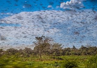 Plaga de langostas en África, ¿han llegado alguna vez a España?