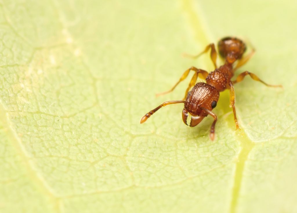 Fourmi Trafic Kenya Insecte