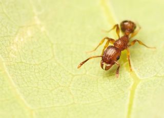 Kenya : un nouveau trafic inquiétant menace de déclencher une 'invasion biologique' ! La France menacée ?