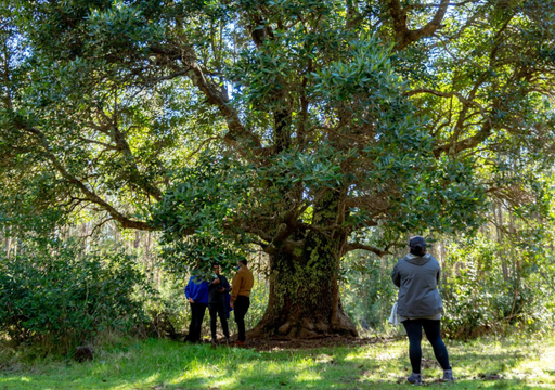 Queule: el &aacute;rbol prehist&oacute;rico que sobrevive en Chile y hoy enfrenta un peligro silencioso