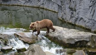 KI erkennt Bilder schlechter als Menschen: Selbst moderne KI-Modelle scheitern (noch) an der Form