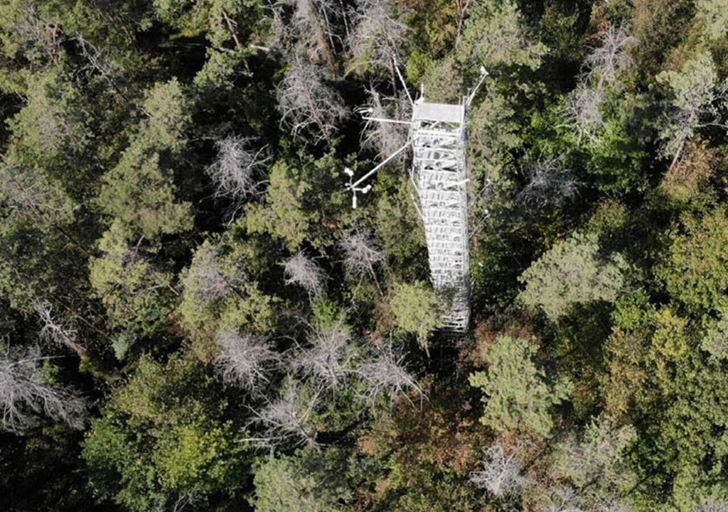 Luftaufnahme des Versuchswaldes bei Hartheim mit dem Kronenzugangsturm im September 2023: Im gesamten Wald sind abgestorbene Waldkiefern und Lücken im Kronendach erkennbar.