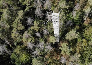 Kiefernwälder binden kein CO₂ mehr: Dürre verwandelt Kohlenstoffspeicher in Kohlenstoffquellen