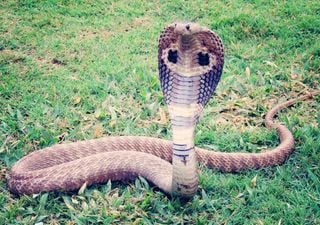 King Cobra is travelling on the Indian Railways. But why?