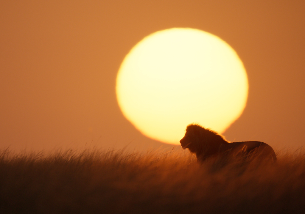 León documental Disney El documental fue rodado durante cuatro años en la sabana del Masái Mara (Kenia). Foto: National Geographic