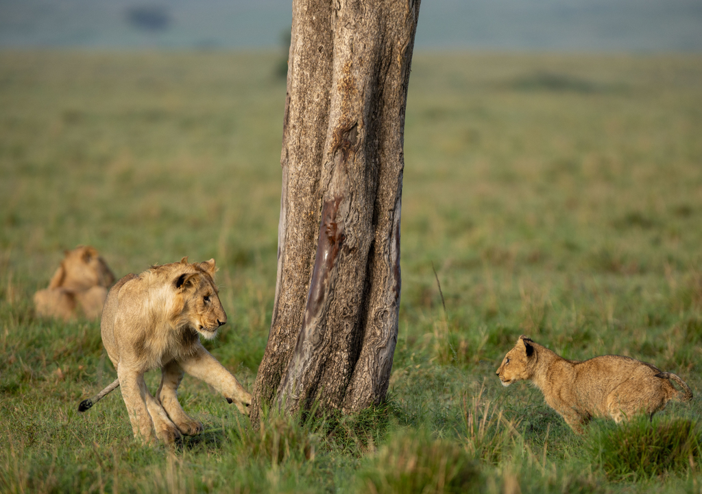 León documental Disney En "León", a diferencia de "El Rey León", no hay nada guionado y todo depende de los tiempos, los movimientos y las decisiones de los animales. Foto: National Geographic